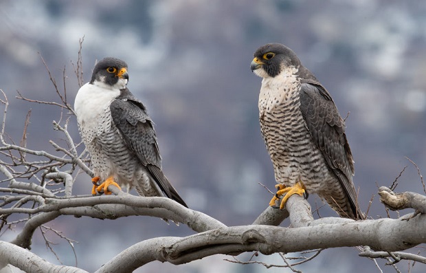 Do Falcons Migrate - Identification