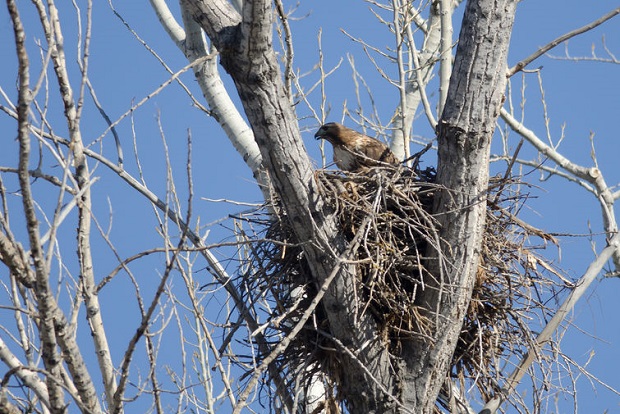 Do Hawks Migrate - Nest