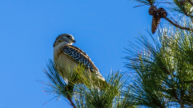 Do Hawks Migrate - Red-tailed hawk