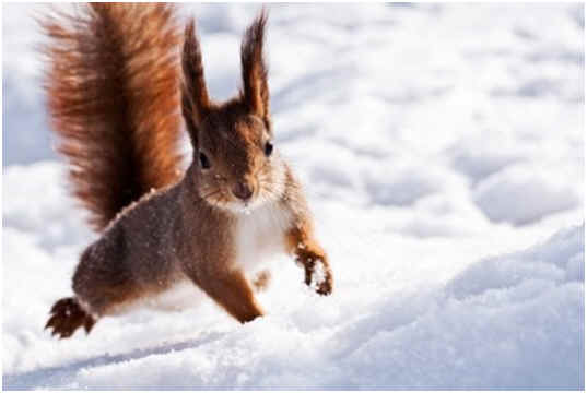 Squirrels