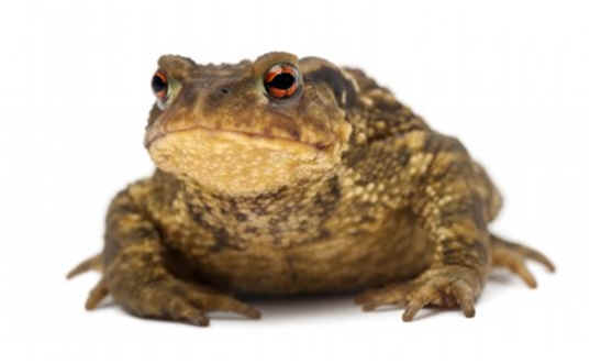 Do Toads Bite?