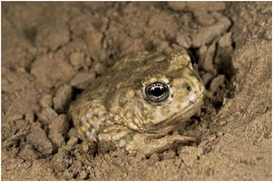 Do Toads Hibernate?