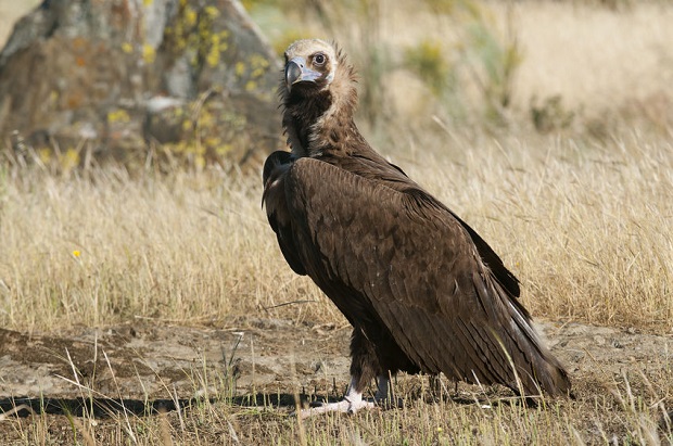 Do Vultures Migrate - Eurasian Black Vulture