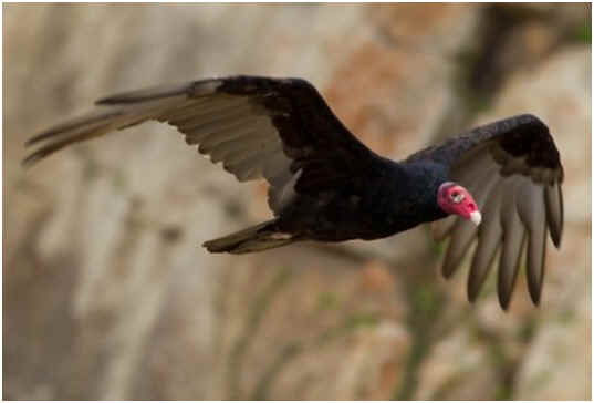 Do Vultures Migrate?