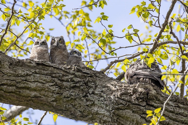 Great Horned Owl Facts - Behavior