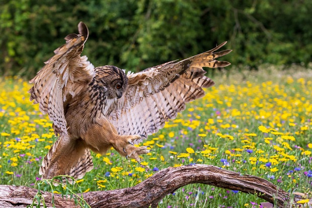 Great Horned Owl Facts - Conservation Status