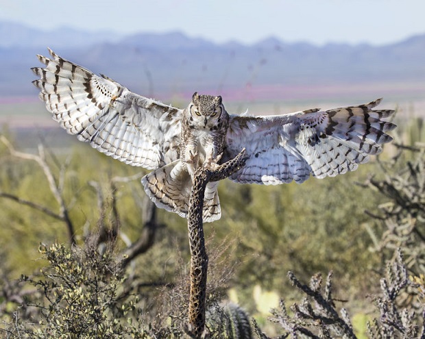 Great Horned Owl Facts - Hunting and Diet