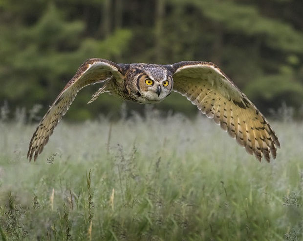 Great Horned Owl Facts - Habitat