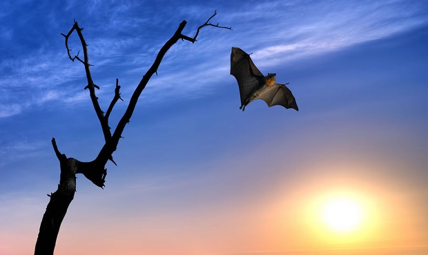 How Do Bats Fly?