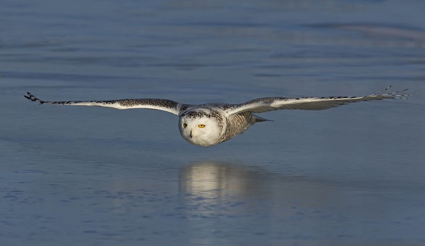 How Do Owls Fly Silently