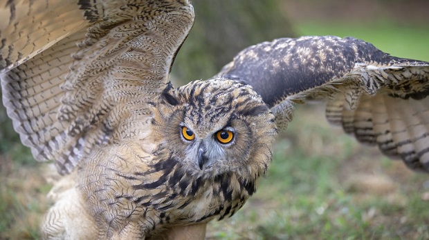 How Do Owls Fly Silently - Hunting