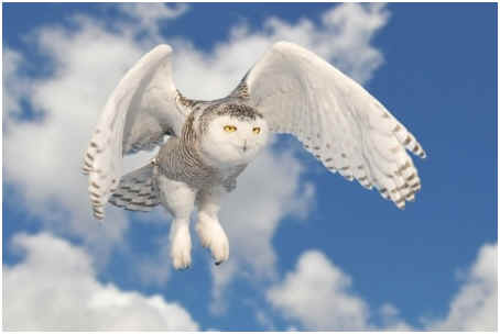 How Do Owls Fly Silently?