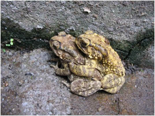 How Do Toads Reproduce?