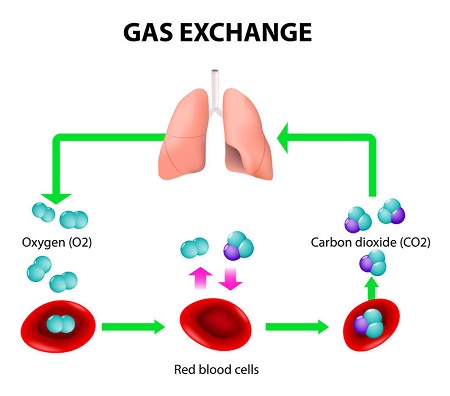 How Does Carbon Dioxide Bind to Hemoglobin?