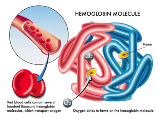 How Does Carbon Dioxide Bind with Hemoglobin
