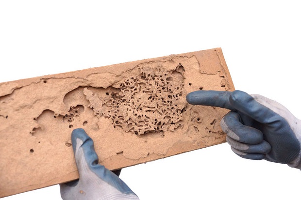 Signs of Termites in Your Home