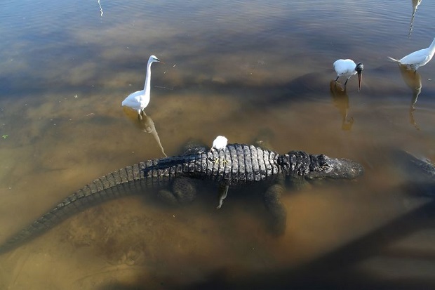 What Do Alligators Eat? Sex, Size, & Habitat Determine Diet