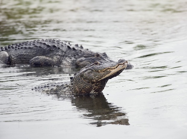 What Do Alligators Eat? Sex