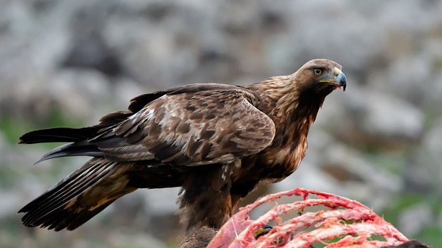 What do Eagles Eat - golden eagle