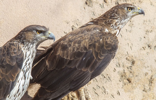 What Do Eagles Eat - Snake Eagle