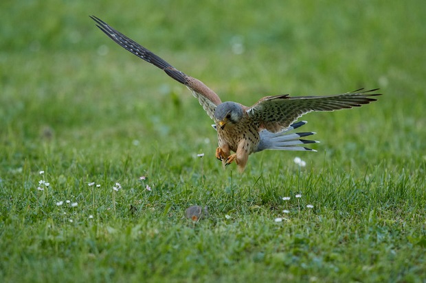 What Do Falcons Eat - Hunting