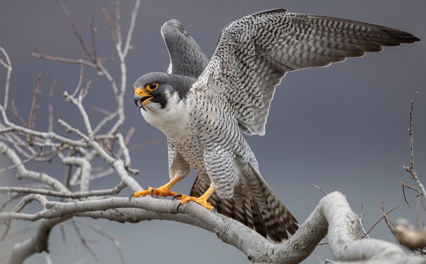 What do Falcons Eat - How Much