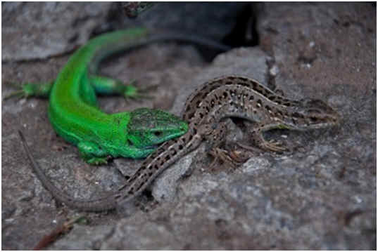 What do salamanders eat