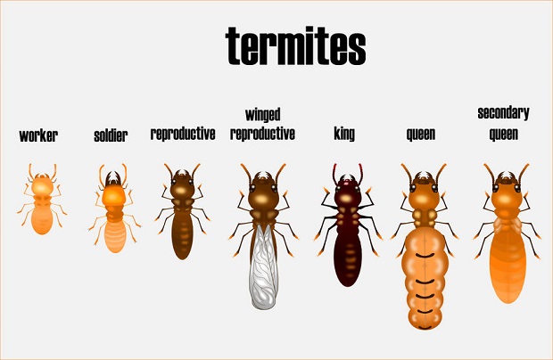 What Do Termites Look Like? Photos and Descriptions