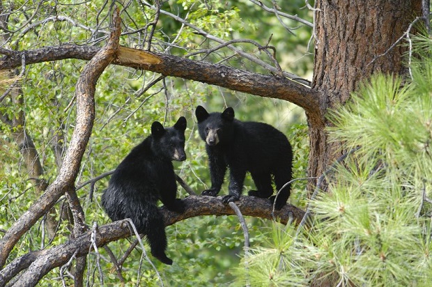 What Do You Call a Group of Bears?