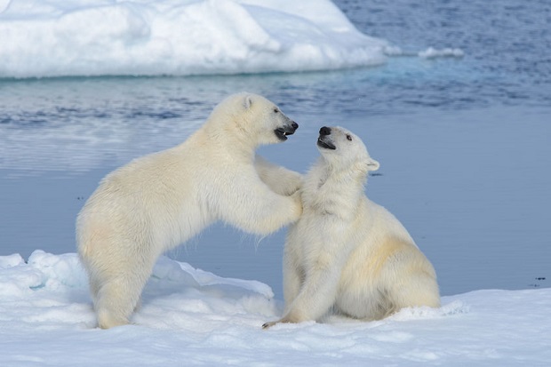 What Percentage Earth Frozen - Arctic