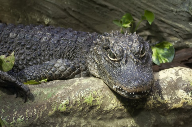 Where Do Crocodiles Live - Chinese Alligator