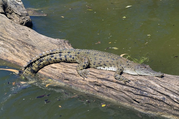 Where Do Crocodiles Live - Saltwater Crocodile