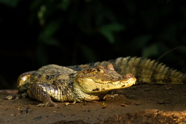 Where Do Crocodiles Live - Spectacled Caiman