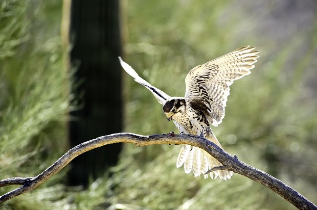 Where Do Falcons Live?