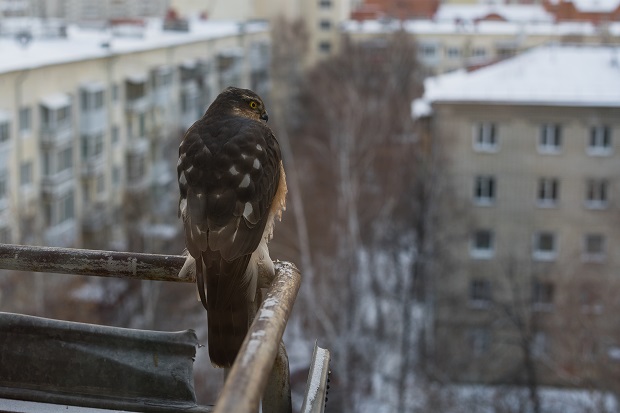 Where Do Falcons Live - Habitat