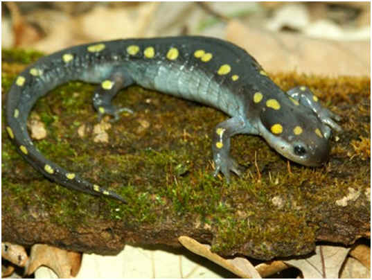 Where Do Salamanders Live