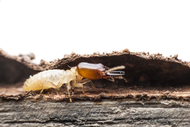 Do Ants Eat Termites? The Many Termite Predators
