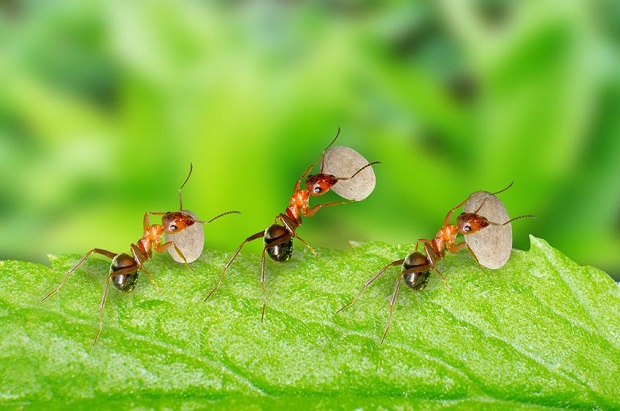 What Do Ants Eat?