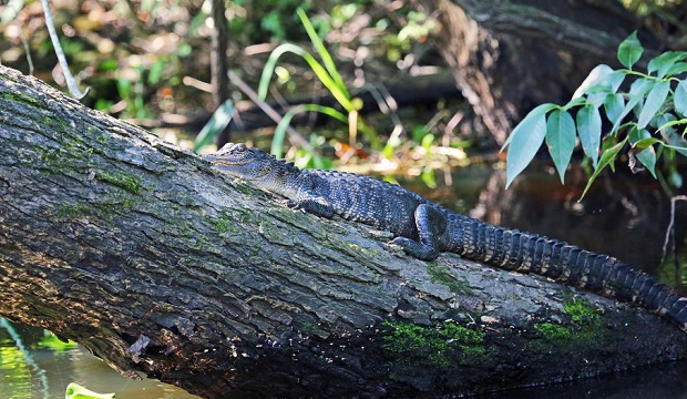 Can Alligators Climb Trees?