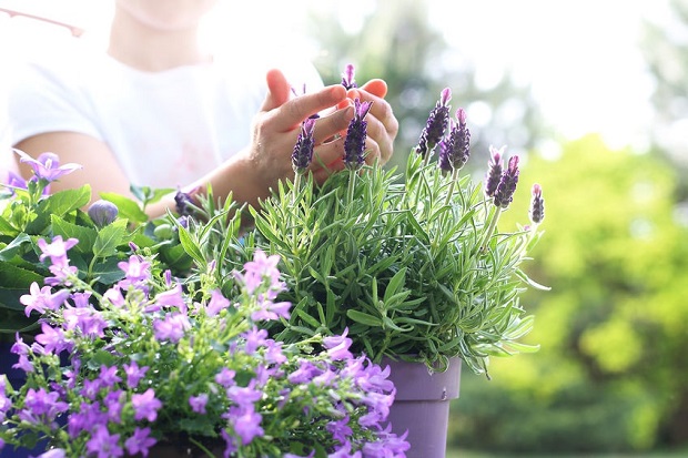 How to Dry Lavender - Growing