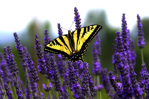 When to Dry Lavender - Harvesting