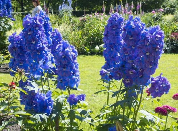 How to Start Delphinium from Seeds