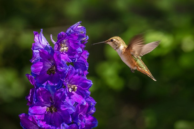 When to Fertilize Delphiniums?