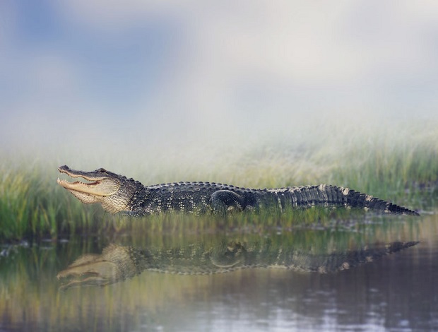 Can Alligators Hear?