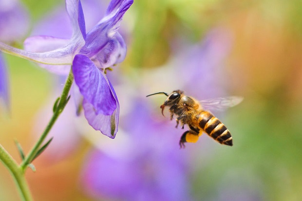 Do Bees Die After They Sting? Female Honeybees Face Gruesome Deaths