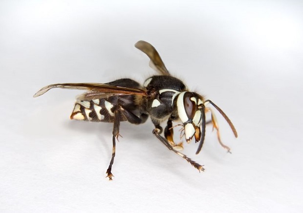 Types of Wasps US - Bald Faced Hornet