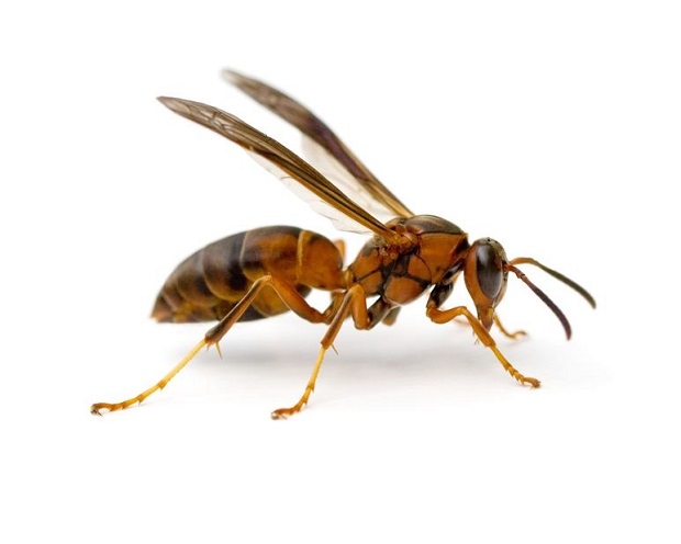 Types of Wasps US - Paper Wasps