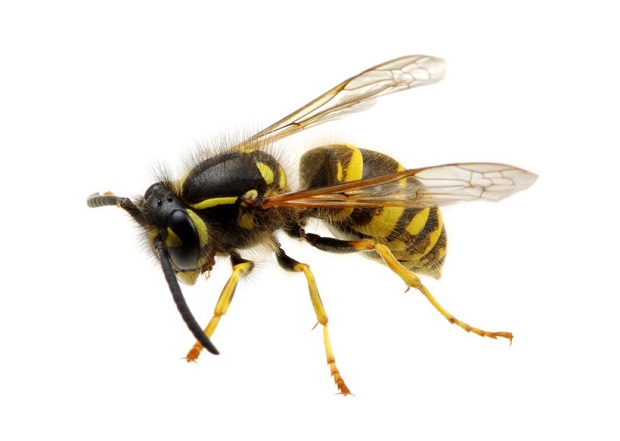 Types of Wasps US - Yellow Jacket