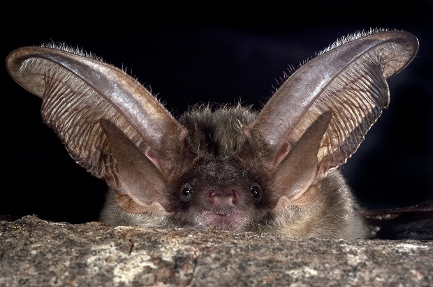 Can Bats Hear?