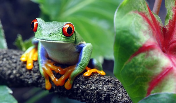 Are Frogs Asexual?